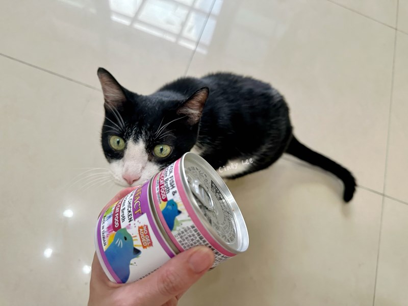 女人知己試用大隊,口碑行銷,部落客行銷,PURRFACT 波菲特貓用主食罐,主食罐,PURRFACT波菲特,貓主食罐,貓罐,PURRFACT波菲特貓用主食罐,魚肉蔓越莓主食罐,鮮嫩雞主食罐,鹿肉雞肉主食罐,牛肉鵪鶉貓主食罐,干貝蠶蛹配方,鱷魚肉白木耳配方,雞肉魚肉配方,安心鶉配方,評價,體驗,適口性佳,心得,成貓適用,高齡貓適用,質地是慕絲狀